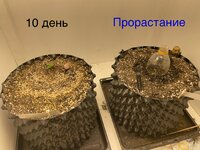 IMG_0426.jpeg
