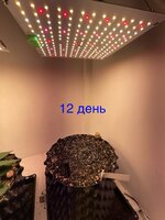 IMG_0509.jpeg