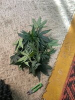 IMG_1050.jpeg
