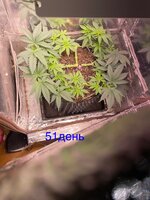 IMG_1121.jpeg