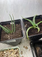 IMG_1373.jpeg