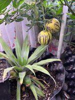 IMG_1379.jpeg