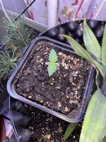 IMG_1406.jpeg