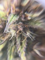 IMG_1414.jpeg