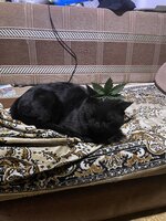 IMG_0686.jpeg