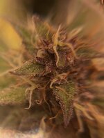 IMG_1415.jpeg