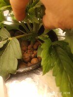 IMG_20251102_200915.jpg