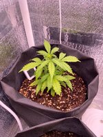 IMG_2172.jpeg