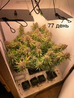 IMG_1484.jpeg