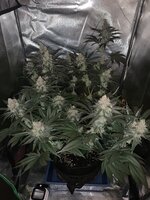 IMG_9125.jpeg