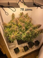 IMG_1502.jpeg