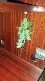 IMG_20251108_151251_229.jpg