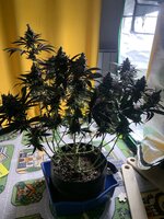 IMG_9160.jpeg