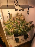 IMG_1537.jpeg