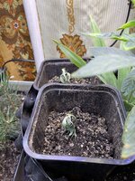 IMG_1545.jpeg