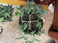IMG_1052.jpeg
