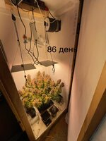 IMG_1585.jpeg
