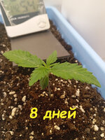 8 дн (1).jpg