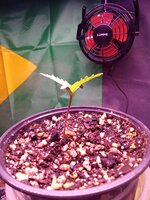 IMG_20251116_023932.jpg