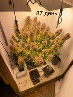 IMG_1594.jpeg