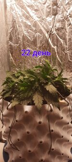 IMG_20251117_213604_321.jpg