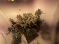 IMG_1418.jpeg