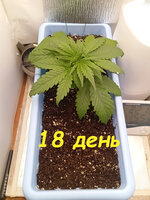 18 дн (1).jpg