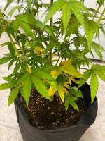 IMG_2347.JPG