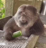 sticker (2)_resized_180x187.gif sticker (2)_resized_180x187.gif