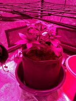 IMG_20251126_045408.jpg