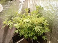 IMG_20251126_094457_838.jpg