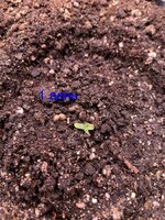 IMG_1721.jpeg