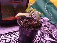 IMG_20251127_081558.jpg