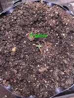 IMG_1727.jpeg