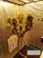 IMG_20251129_182956.jpg