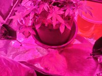 IMG_20251129_205326.jpg