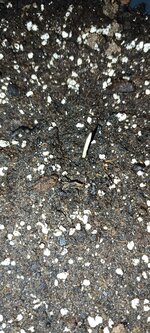 IMG_20251128_135533.jpg