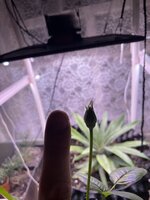 IMG_1775.jpeg