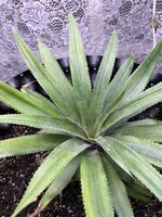 IMG_1774.jpeg