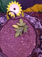 IMG_20251201_081147.jpg