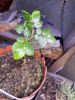 IMG_1826.jpeg