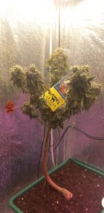 20251205_083958.jpg
