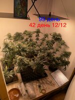 IMG_1859.jpeg