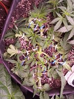 IMG_20250310_084738.jpg