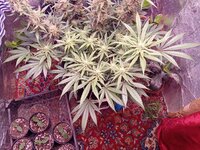 IMG_20250423_063846.jpg