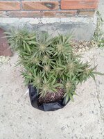IMG_20250529_064357.jpg
