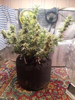 IMG_20250414_140532.jpg