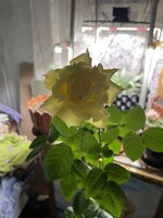 IMG_1888.jpeg