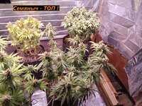 IMG_20250816_061324.jpg