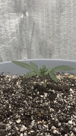 IMG_5988.jpeg